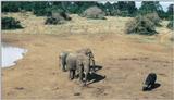 (P:\Africa\Ark) Dn-a0079.jpg (1/1) (99 K)
