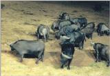 (P:\Africa\Ark) Dn-a0080.jpg (1/1) (111 K)