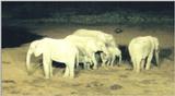 (P:\Africa\Ark) Dn-a0081.jpg (1/1) (75 K)
