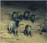 (P:\Africa\Ark) Dn-a0082.jpg (1/1) (92 K)