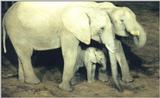 (P:\Africa\Ark) Dn-a0083.jpg (1/1) (85 K)