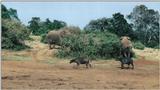 (P:\Africa\Ark-Run) Dn-a0085.jpg (1/1) (105 K)