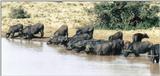 (P:\Africa\Ark-Run) Dn-a0086.jpg (1/1) (93 K)