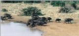 (P:\Africa\Ark-Run) Dn-a0087.jpg (1/1) (78 K)