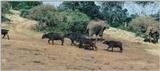 (P:\Africa\Ark-Run) Dn-a0091.jpg (1/1) (87 K)