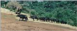 (P:\Africa\Ark-Run) Dn-a0092.jpg (1/1) (83 K)