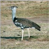 (P:\Africa\Bird) Dn-a0095.jpg - Kori Bustard (Ardeotis kori)