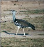 (P:\Africa\Bird) Dn-a0096.jpg - Kori Bustard (Ardeotis kori)