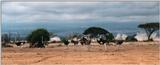 (P:\Africa\Bird) Dn-a0097.jpg (1/1) (61 K)
