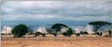 (P:\Africa\Bird) Dn-a0098.jpg (1/1) (59 K)