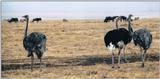(P:\Africa\Bird) Dn-a0100.jpg (1/1) (99 K)
