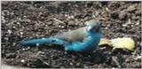 (P:\Africa\Bird) Dn-a0101.jpg (1/1) (61 K)