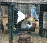 (P:\Africa\Bird) Dn-a0102.jpg (1/1) (104 K)