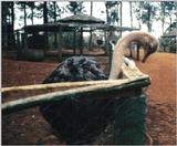 (P:\Africa\Bird) Dn-a0103.jpg (1/1) (108 K)