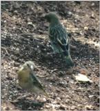 (P:\Africa\Bird) Dn-a0104.jpg (1/1) (97 K)