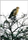 (P:\Africa\Bird) Dn-a0105.jpg (1/1) (72 K)