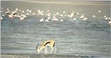 (P:\Africa\Bird) Dn-a0106.jpg (Slender-horned Gazelle and Flamingos)