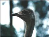 (P:\Africa\Bird) Dn-a0108.jpg (1/1) (64 K)