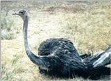 (P:\Africa\Bird) Dn-a0109.jpg (1/1) (136 K)