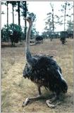 (P:\Africa\Bird) Dn-a0110.jpg (1/1) (73 K)