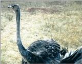 (P:\Africa\Bird) Dn-a0112.jpg (1/1) (122 K)