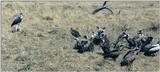 (P:\Africa\Bird) Dn-a0113.jpg (Marabou Stork and African White-backed Vultures)