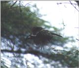 (P:\Africa\Bird) Dn-a0114.jpg (1/1) (67 K)