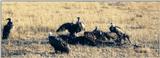 (P:\Africa\Bird) Dn-a0116.jpg (African White-backed Vultures)