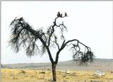 (P:\Africa\Bird) Dn-a0117.jpg (African White-backed Vultures)