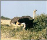 (P:\Africa\Bird) Dn-a0119.jpg (1/1) (47 K)