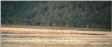 (P:\Africa\Bird) Dn-a0121.jpg (Flamingo flock)