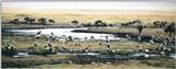 (P:\Africa\Bird) Dn-a0123.jpg (1/1) (81 K)