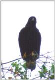 (P:\Africa\Bird) Dn-a0125.jpg (1/1) (17 K)