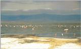 (P:\Africa\Bird) Dn-a0126.jpg (Flamingo flock)