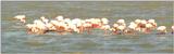 (P:\Africa\Bird) Dn-a0128.jpg (Flamingo flock)