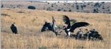 (P:\Africa\Bird) Dn-a0132.jpg (Lappet-faced Vulture and White-backed Vultures)