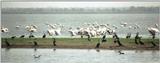 (P:\Africa\Bird) Dn-a0134.jpg (1/1) (58 K)