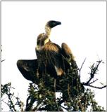 (P:\Africa\Bird) Dn-a0137.jpg (African White-backed Vulture)