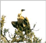 (P:\Africa\Bird) Dn-a0138.jpg (African White-backed Vulture)