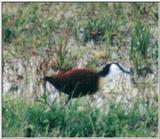 (P:\Africa\Bird) Dn-a0141.jpg - African Jacana (Actophilornis africana)