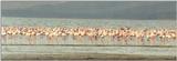 (P:\Africa\Bird) Dn-a0149.jpg (Flamingo flock)