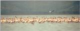 (P:\Africa\Bird) Dn-a0150.jpg (Flamingo flock)