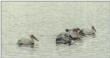(P:\Africa\Bird) Dn-a0151.jpg (1/1) (19 K)