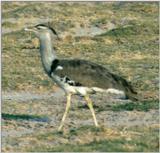 (P:\Africa\Bird) Dn-a0152.jpg - Kori Bustard (Ardeotis kori)