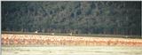 (P:\Africa\Bird) Dn-a0153.jpg (Flamingo flock)