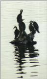 (P:\Africa\Bird) Dn-a0154.jpg (1/1) (41 K)