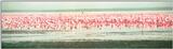 (P:\Africa\Bird) Dn-a0156.jpg (Flamingo flock)