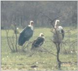 (P:\Africa\Bird) Dn-a0157.jpg (Marabou Stork)