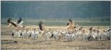 (P:\Africa\Bird) Dn-a0160.jpg (1/1) (70 K)