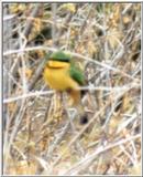 (P:\Africa\Bird) Dn-a0161.jpg (Little bee-eater)